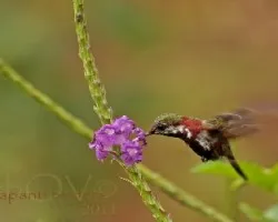 molting Snowcap feeding