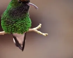 Elvira cupreiceps