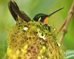 Lampornis calolaemus