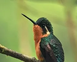 Lampornis calolaemus