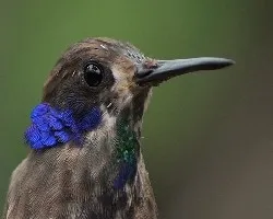 Colibri delphine