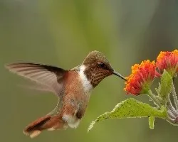 Selasphorus scintilla