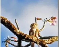 Glaucidium brasilianum