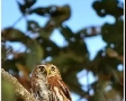 Glaucidium brasilianum