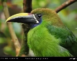 Aulacorhynchus prasinus