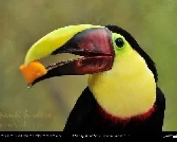 Ramphastos swainsonii