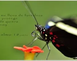 Heliconius doris