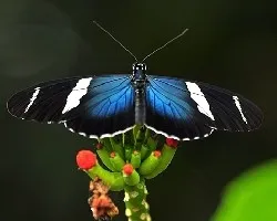 Heliconius doris