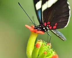 Heliconius doris
