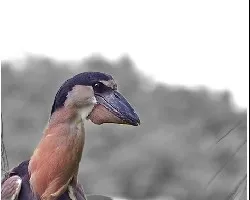 Cochlearius cochlearia