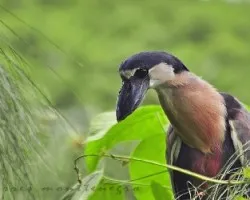 Cochlearius cochlearia