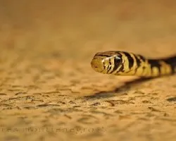 Spilotes pullatus niña!