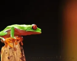 Agalychnis callidryas