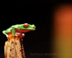 Agalychnis callidryas