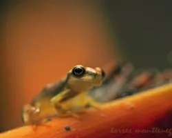 Itsmohyla pseudopuma