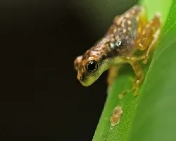 Itsmohyla pseudopuma