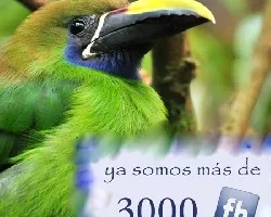 Tapanti Birders Orosi Valley