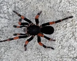 Megaphobema mesomelas