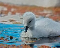 Cygnus melancoryphus