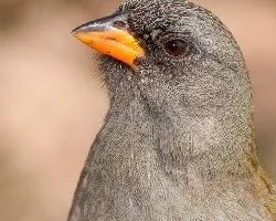 Embernagra platensis