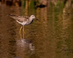 Tringa flavipes