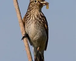 Hymenops perspicillatus