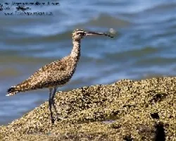 Numenius phaeopus