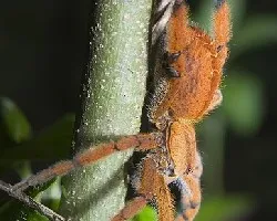 Araña Anaranjada