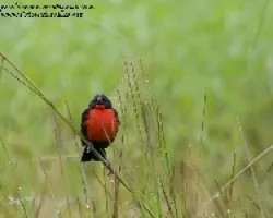 Sturnella militaris