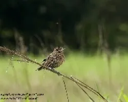 Sturnella militaris