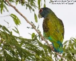 Pionus senilis