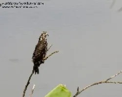 Rostrhamus sociabilis