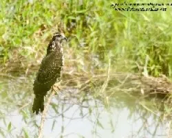 Rostrhamus sociabilis