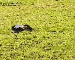Egretta rufescens