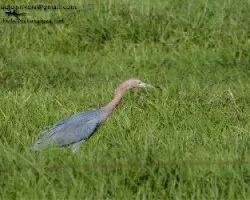 Egretta rufescens