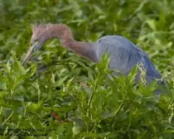 Egretta rufescens