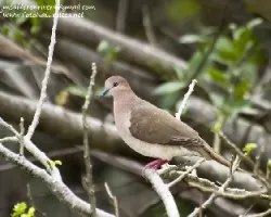 Leptotila verreauxi