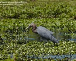Egretta rufescens