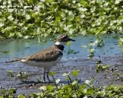 Charadrius vociferus