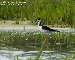 Himantopus mexicanus