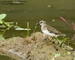 Calidris minutilla
