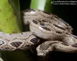 Ungaliophis panamensis