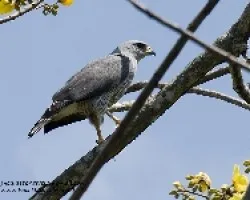 Buteo plagiatus