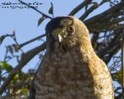 Buteo platypterus