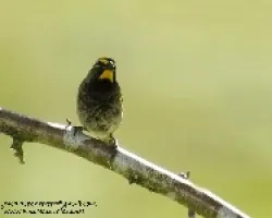 Tiaris olivaceus