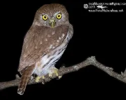 Glaucidium brasilianum