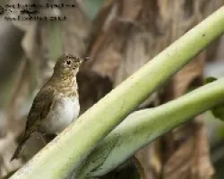 Catharus ustulatus