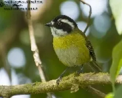 Chlorospingus pileatus