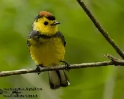 Myioborus torquatus