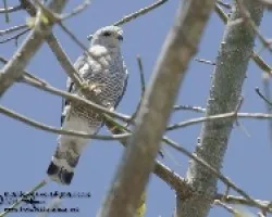 Buteo plagiatus